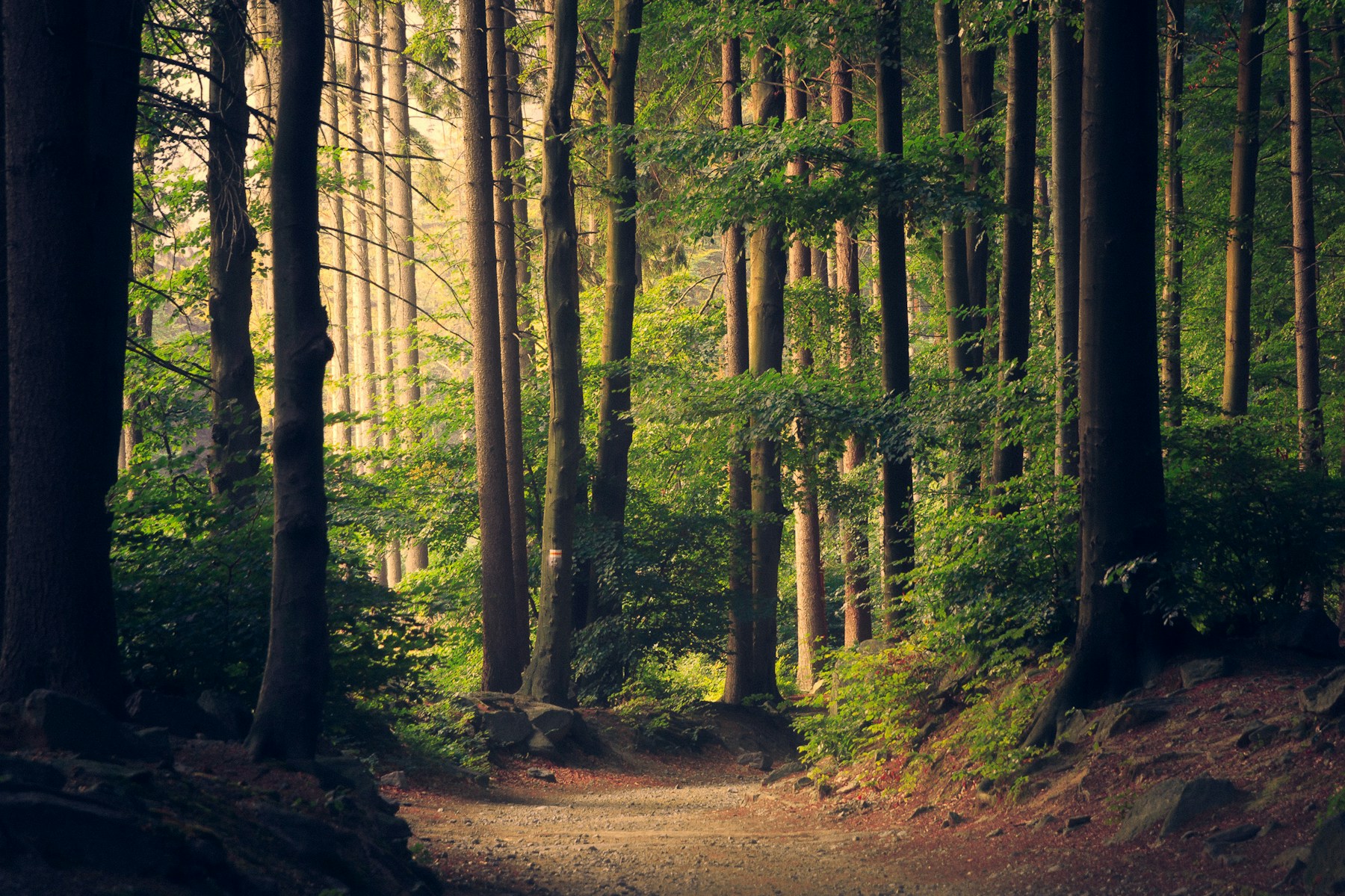 A quiet path winding through sunlit trees