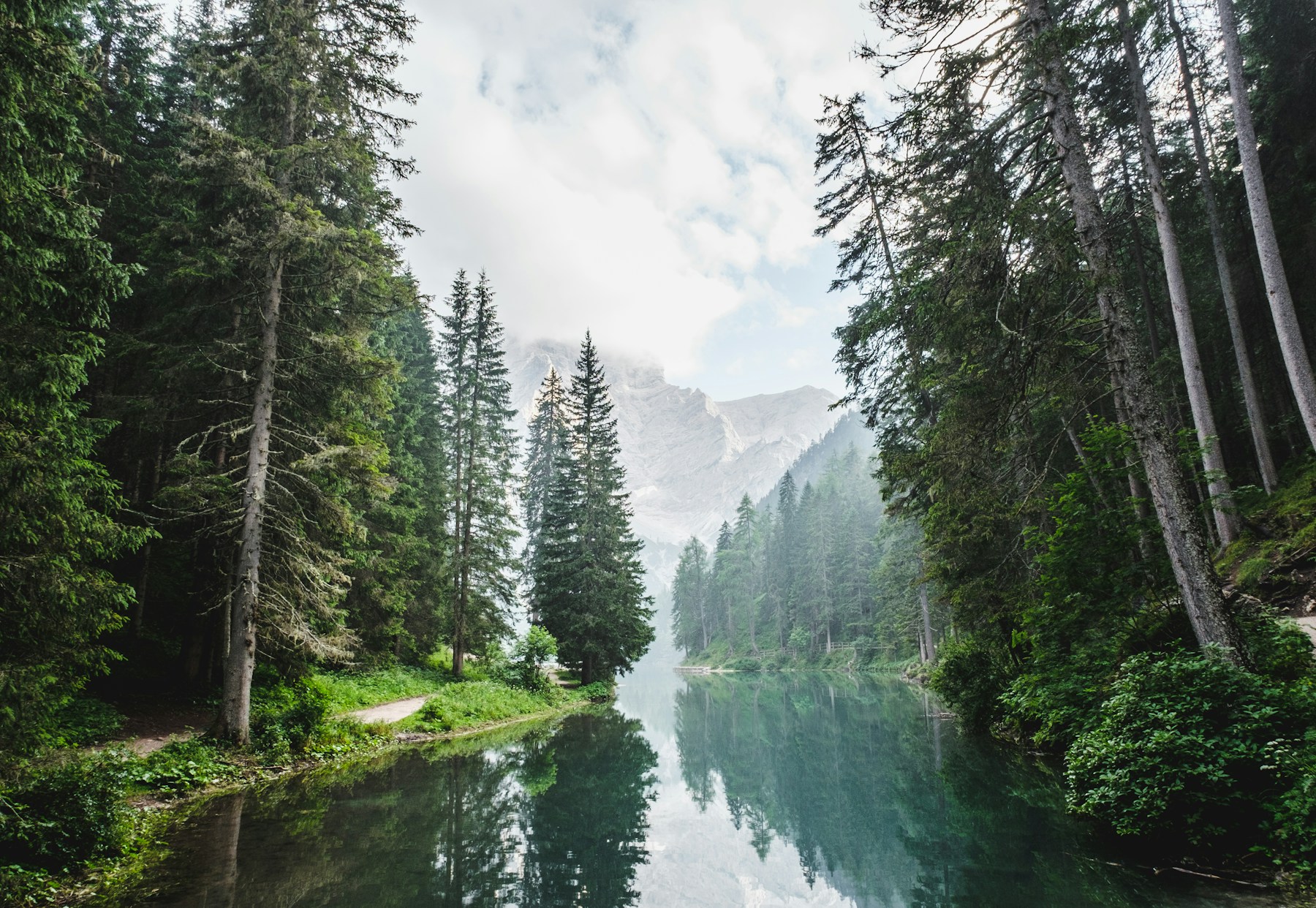 Tall evergreen trees seen from a quiet forest floor